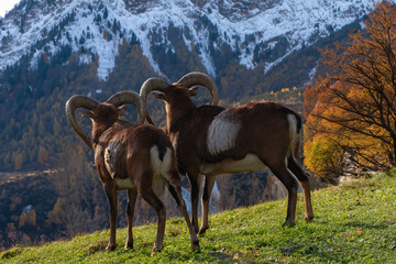 2 Widder in den Alpen