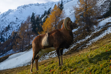 Starker Widder im Gebirge 
