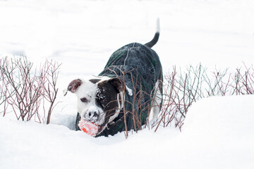 A black and white dog in overalls on a walk in the park. A pet, an American Staffordshire Terrier