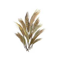 Wheat bouquet seed grain gold watercolor sketch