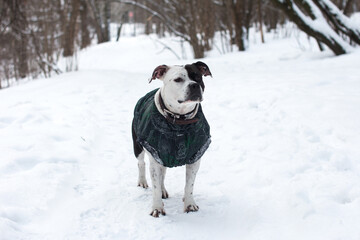 A black and white dog in overalls on a walk in the park. A pet, an American Staffordshire Terrier