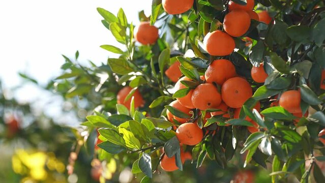 ripe oranges in the tree