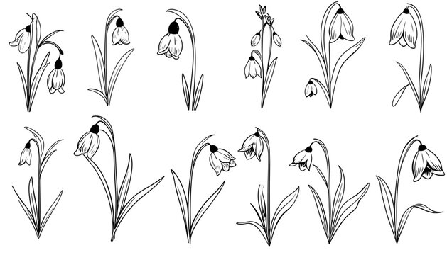 Nature design elements. Black and white snowdrop botanical illustration. Vintage floral clip art hand drawn group. Flowers drawing and sketch with line-art Isolated on white background.