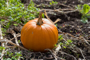 Obraz premium bright orange pumpkin ready to be carved for halloween