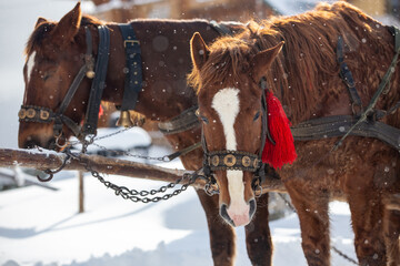 Horses at a ski resort