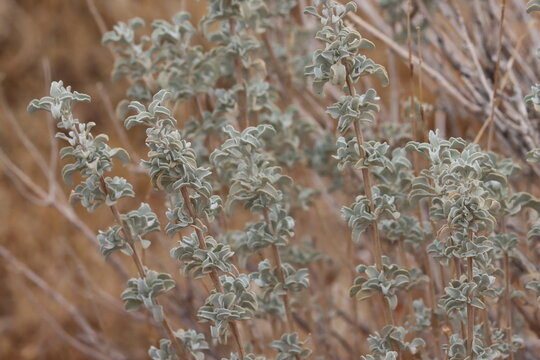 Salvia Dorrii Variety Dorrii, a native shrub displaying spatulately oblanceolate leaves during Autumn in the Little San Bernardino Mountains.