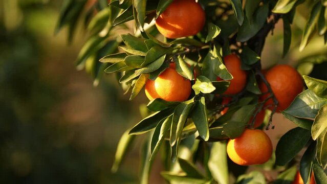 ripe oranges in the tree