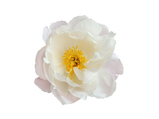Delicate white peony flower with a slight pink tint, isolated on white background. Miss America variety. Close-up