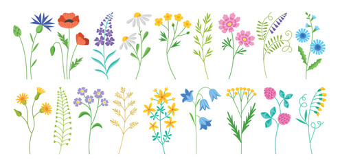 Fototapeta na wymiar Beautiful wildflowers. Different types of flowering wild field plants, blooming botanical elements, summer and spring nature, vector set.eps