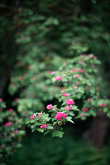 Fototapeta na wymiar Green tree branch blooming with red small flowers with beautiful bokeh.