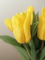 Wiosna i Lato. Piękna natura w świetle słońca.
Spring, Flowers, Summer. Żółte Tulipany