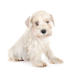 miniature schnauzer in studio