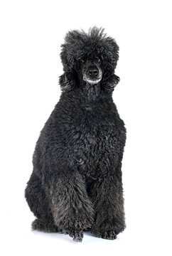  standard poodle in studio