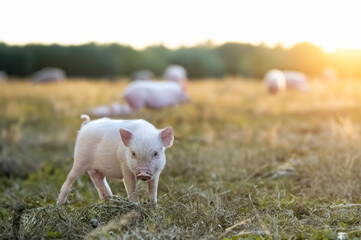 miniature pig in farm