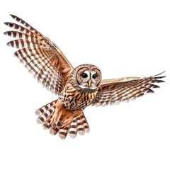 Barred Owl are flying bird of prey at night isolated on transparent background