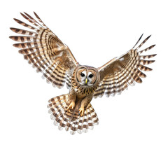 Fototapeta premium Barred Owl are flying bird of prey at night isolated on transparent background