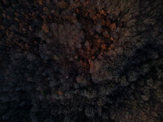 Bäume im Spätherbst drone view