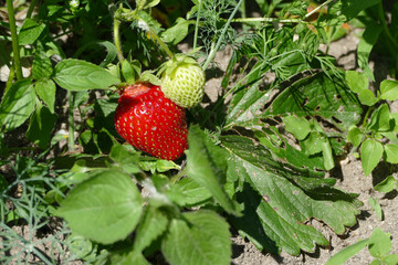 Ripe strawberry close-up view, home gardening with bio production concept