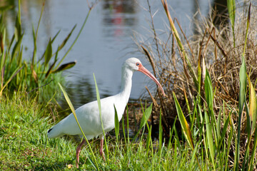 White ibis by a pond 