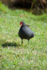 Moorhen standing in grass 