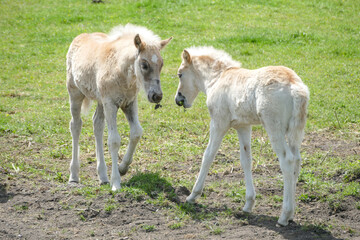 Obraz na płótnie Canvas Couple of white baby horse (foal) playing together on pasture