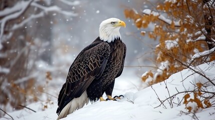 american bald eagle