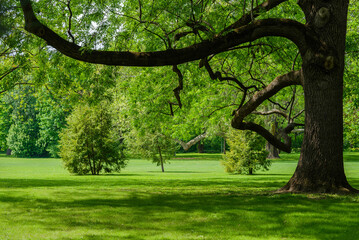 beautiful city park in early spring in sunny weather. Green grass with shadows from a big tree
