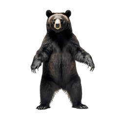black bear standing on two legs- Dangerous wild predators on transparent background - obrazy, fototapety, plakaty