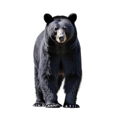 black bear standing - Dangerous wild predators on transparent background