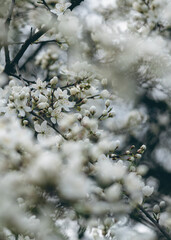 White spring buds 