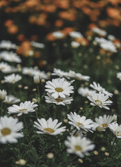 Obraz premium Daisies in the garden