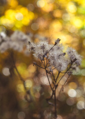 Autumn flowers 