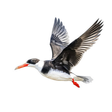Black Skimmer flying - water birds on transparent background