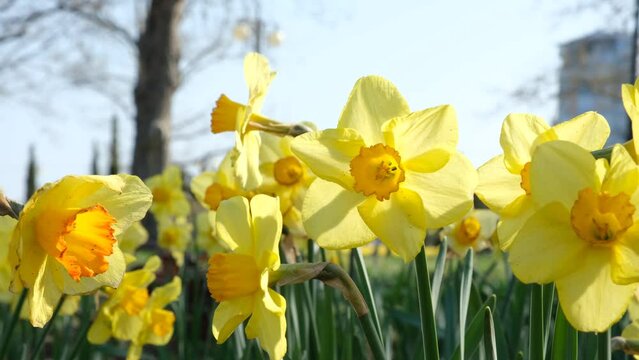 Narcissus garden close-up. Bright yellow daffodils bloom in the garden or park. The concept of spring, warm days, sunny mood. April Easter flowers slowly sway in the wind. Spring natural background