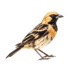 Obraz premium Bobolink standing - bird on transparent background