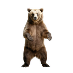 brown bear standing on two legs - dangerous predatory bear on transparent background