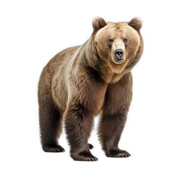 brown bear standing - dangerous predatory bear on transparent background