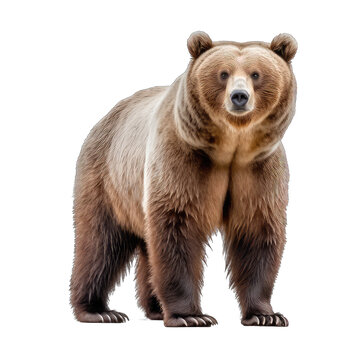 brown bear standing - dangerous predatory bear on transparent background