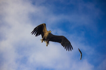 Eagle in flight