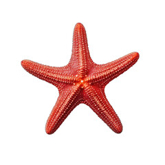 red starfish on transparent background