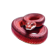 Fototapeta premium red viper snake - poisonous snake on transparent background
