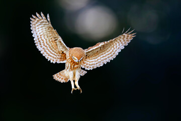 Flying owl. Black nature background. 