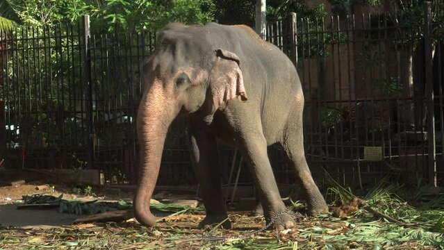 Real Sri Lankan Elephant in the field Traditional Perahara season in Kandy Sri Lanka 