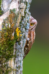 One of the most mysterious and cutest owls in nature. Eurasian Scops Owl. (Otus scops). Nature background.