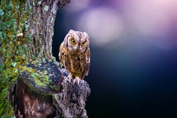 One of the most mysterious and cutest owls in nature. Eurasian Scops Owl. (Otus scops). Nature...