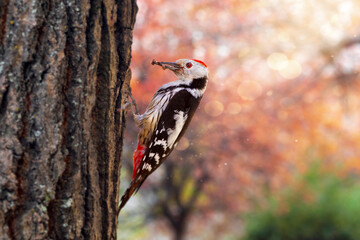 A cute woodpecker in a wonderful nature. Middle Spotted Woodpecker. Colorful nature background. 