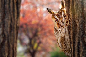 A cute owl that checks its surroundings with curiosity. Colorful nature background. Long eared Owl. Asio otus.
