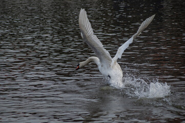 Startujący do lotu łabędź na rzece w Gdańsku. © Luca