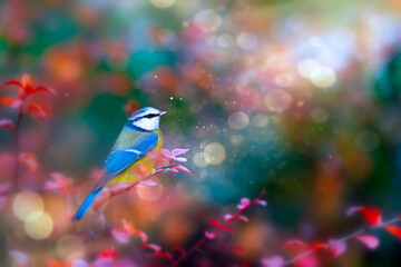 Obraz premium The blue tit, one of the most beautiful songbirds. Eurasian Blue Tit. Colorful nature background. 