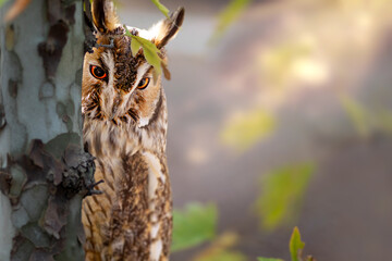 A cute owl that checks its surroundings with curiosity. Colorful nature background. Long eared Owl....